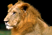Gif animé lion tire la langue